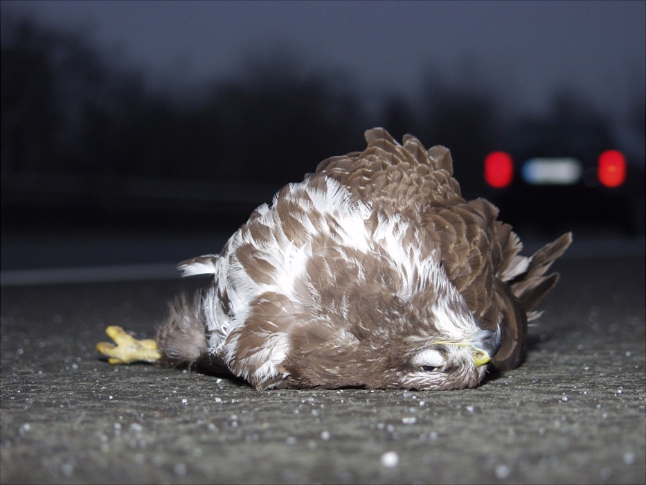 Unfall-Opfer