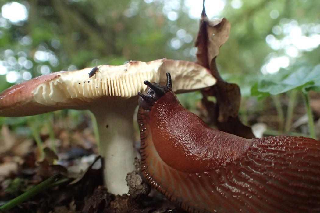 Nacktschnecke beim Mittagessen